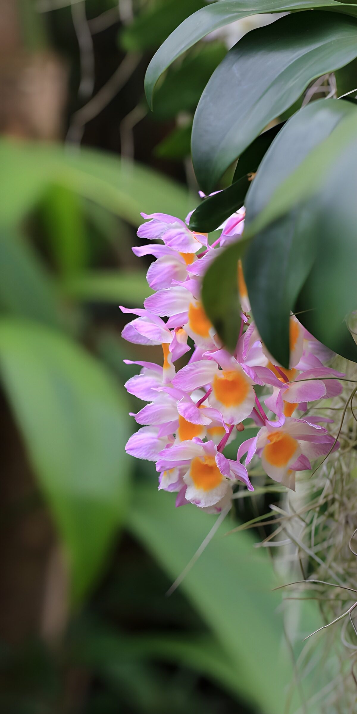 OCCOM1435475: Delicate Pink Orchids in Nature