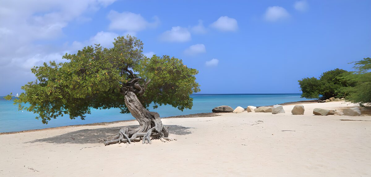 OCCOM9744526: Tranquil Beachscape with a Tree