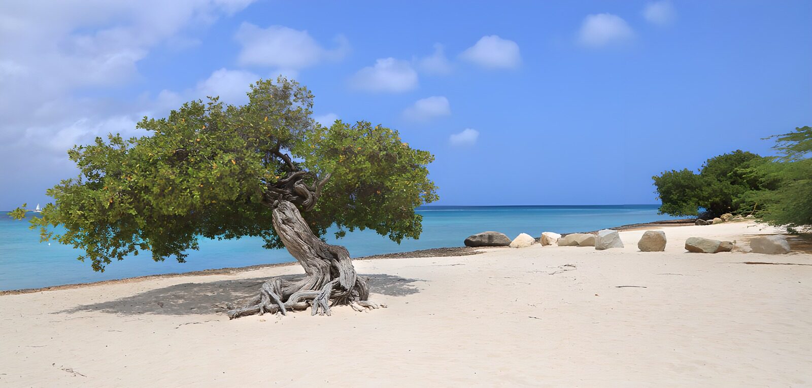 OCCOM9744526: Tranquil Beachscape with a Tree