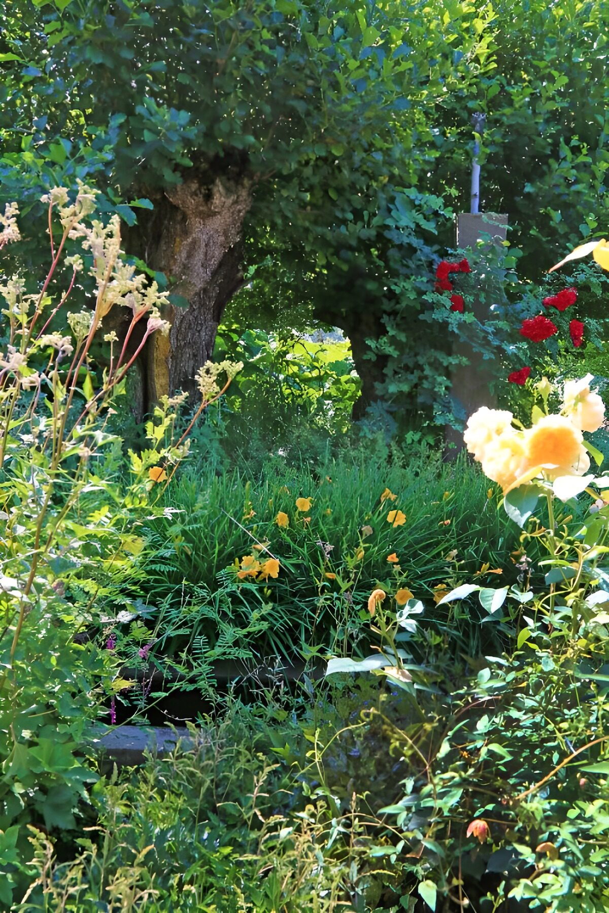 OCCOM9938512: Vibrant Garden Amidst Lush Greenery
