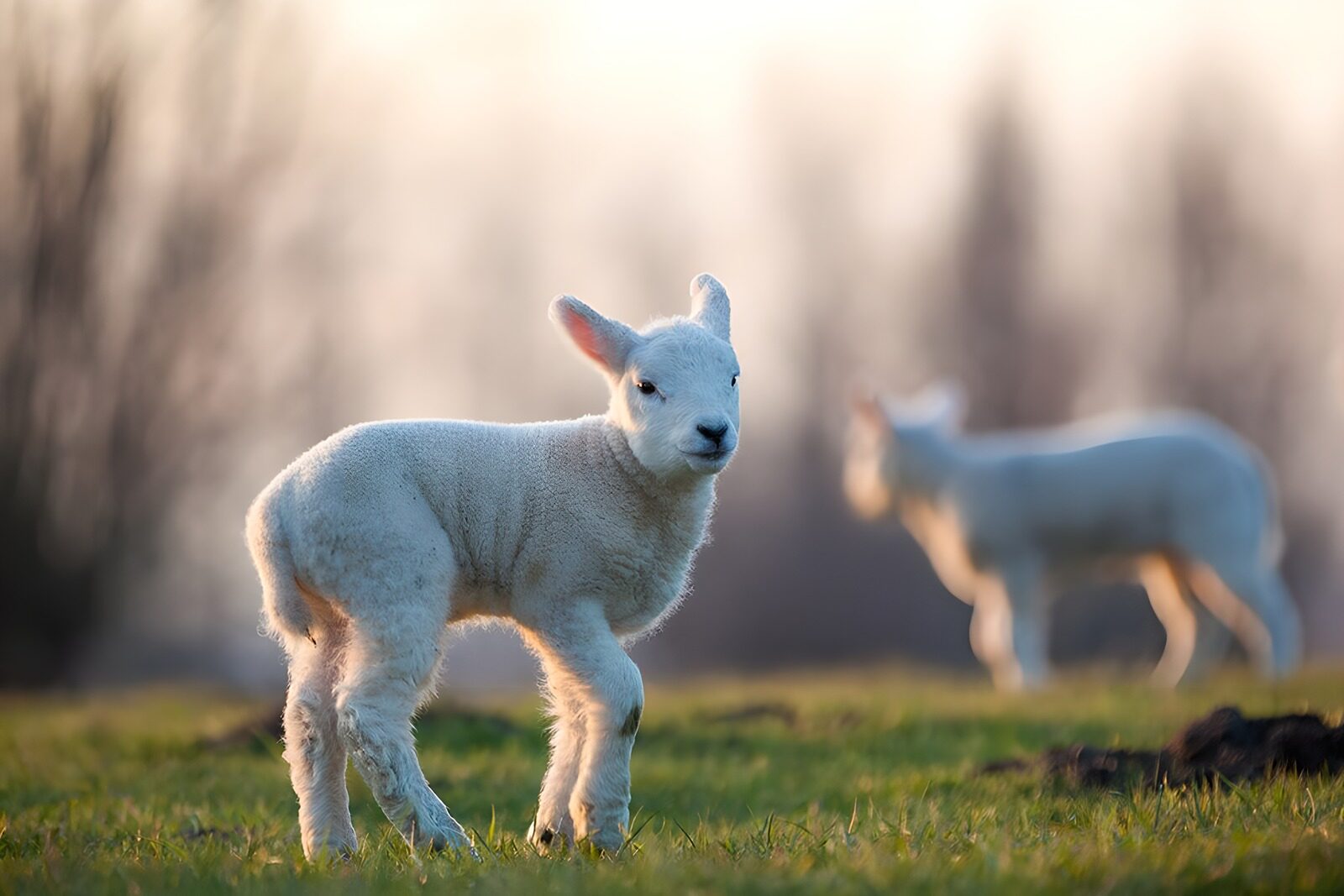 OCCOM3230160: Playful Lamb in the Meadow
