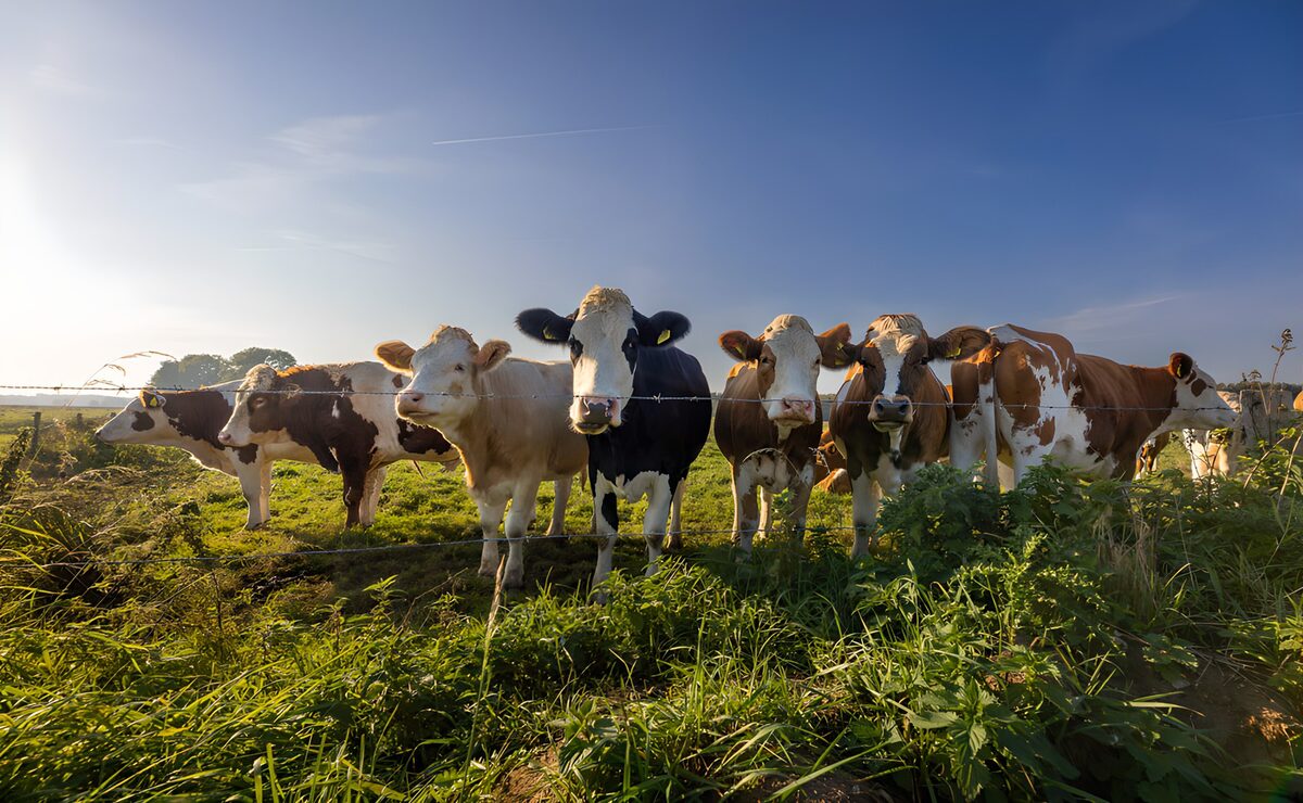Curious Cows in a Pastoral Scene