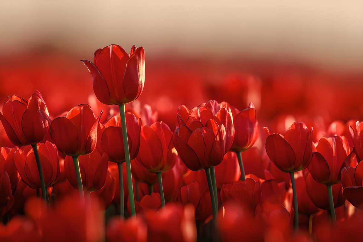 OCCOM8385855: Vibrant Red Tulip Field at Sunset