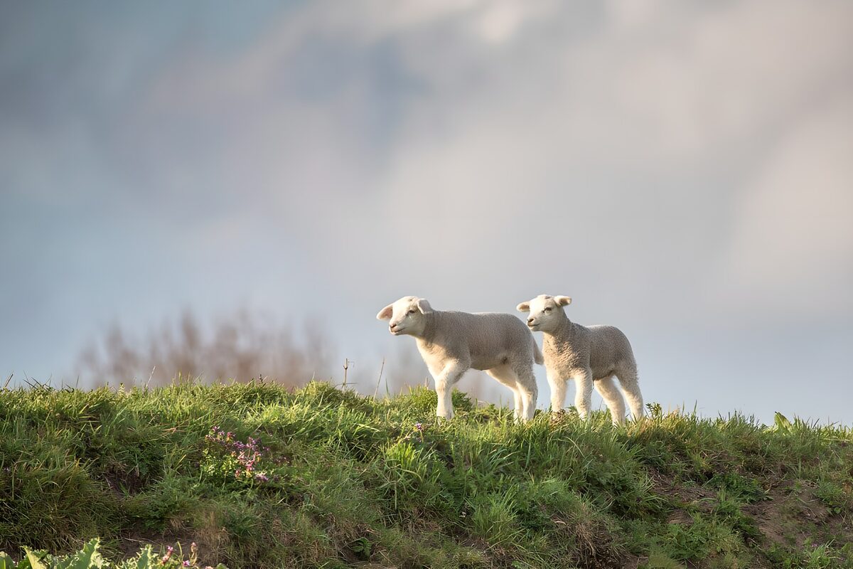 Playful Lambs in the Meadow