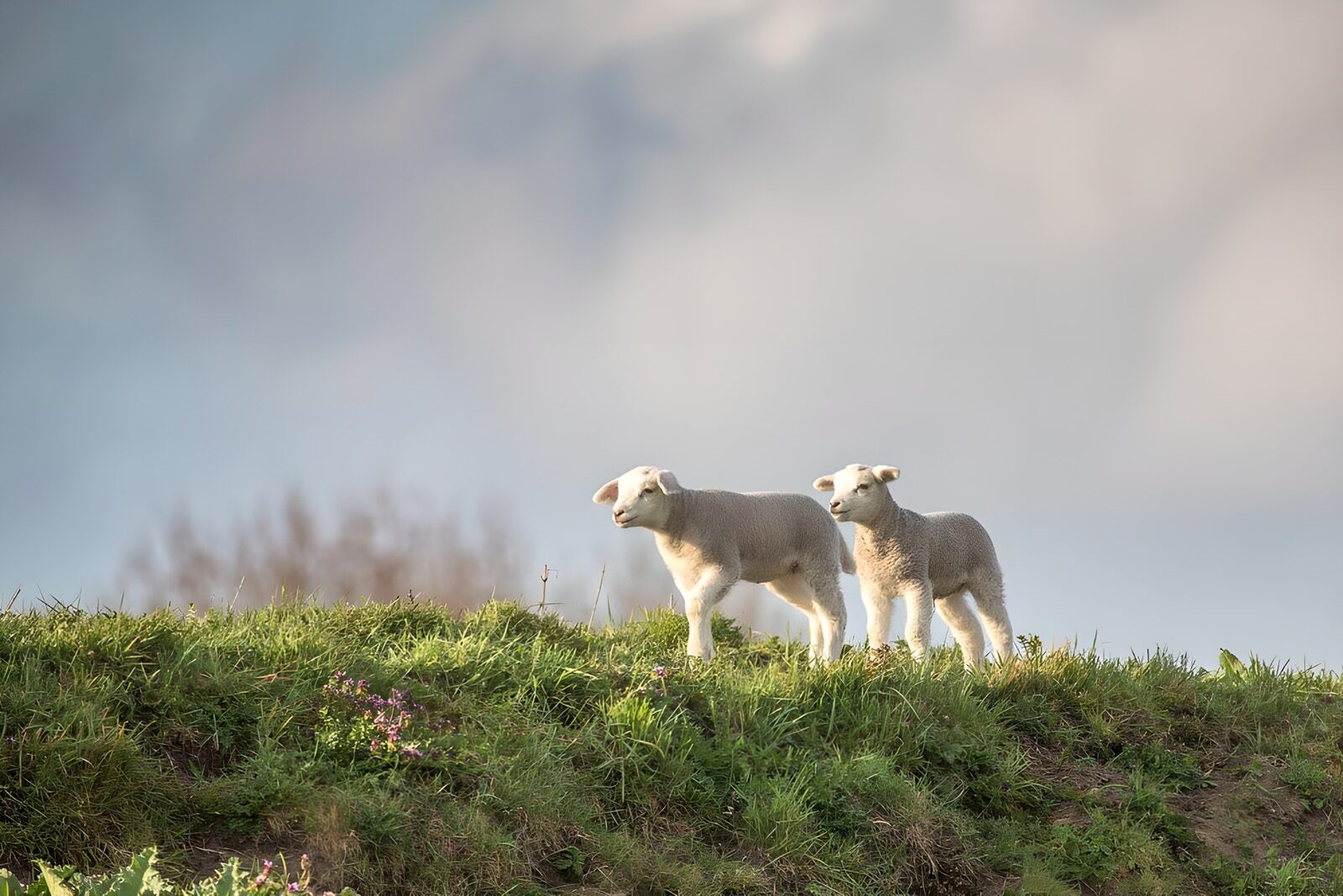 OCCOM3029085: Playful Lambs in the Meadow