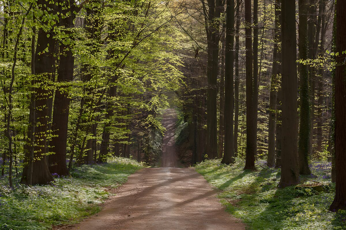 OCCOM8617529: Enchanted Forest Pathway
