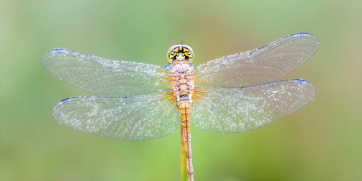 Dew-Kissed Dragonfly in Bright Green