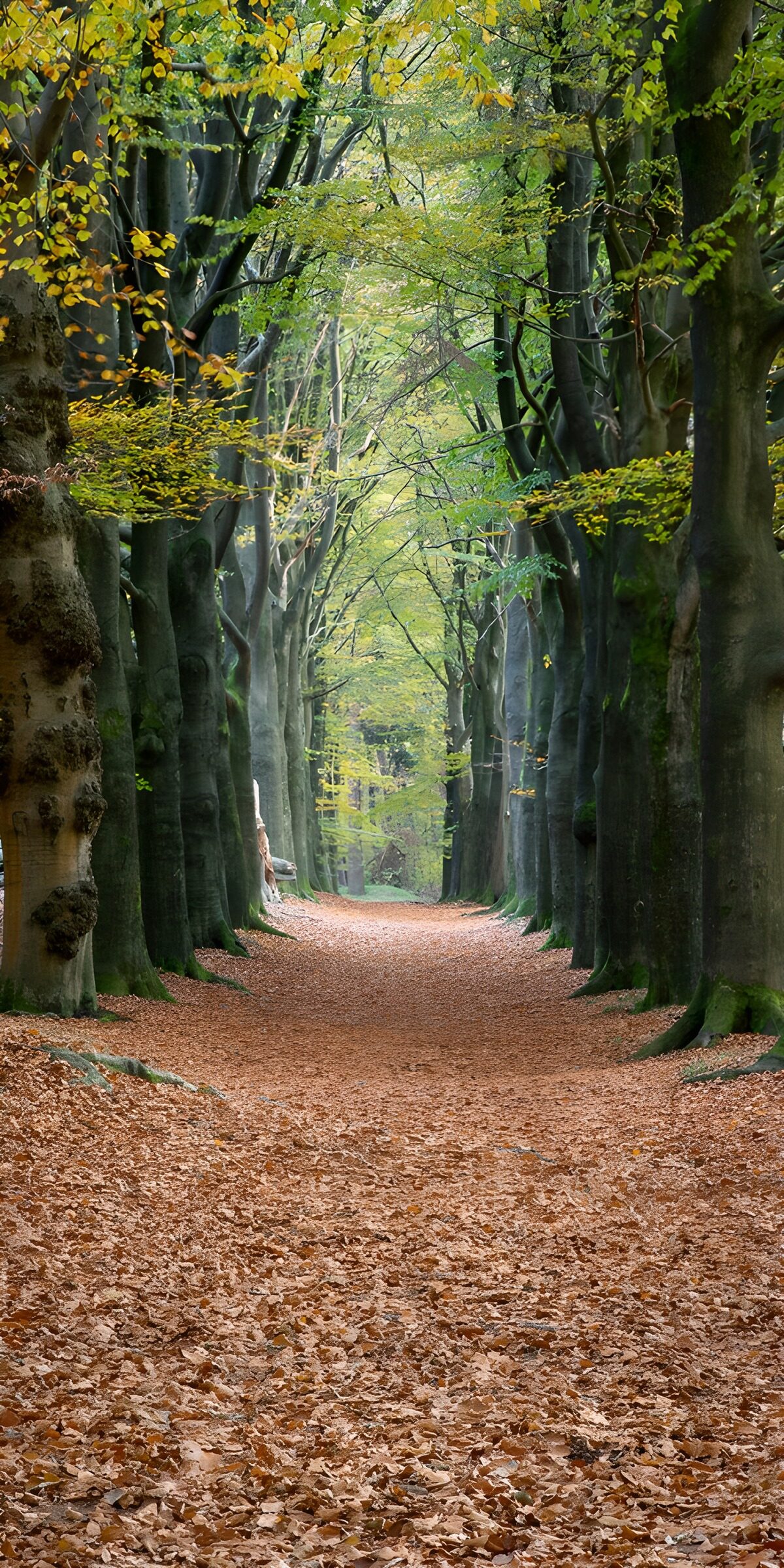 OCCOM5590239: Tranquil Autumn Pathway