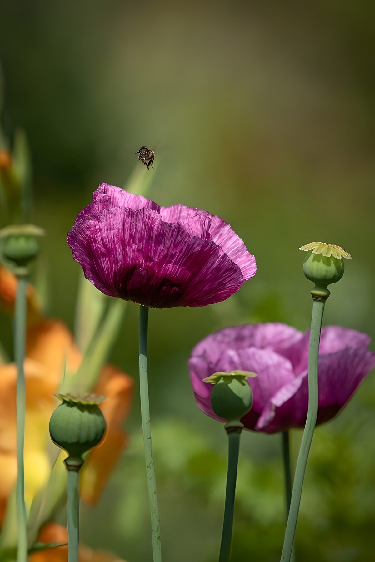 OCCOM6444259: Vibrant Poppies with a Visiting Bee