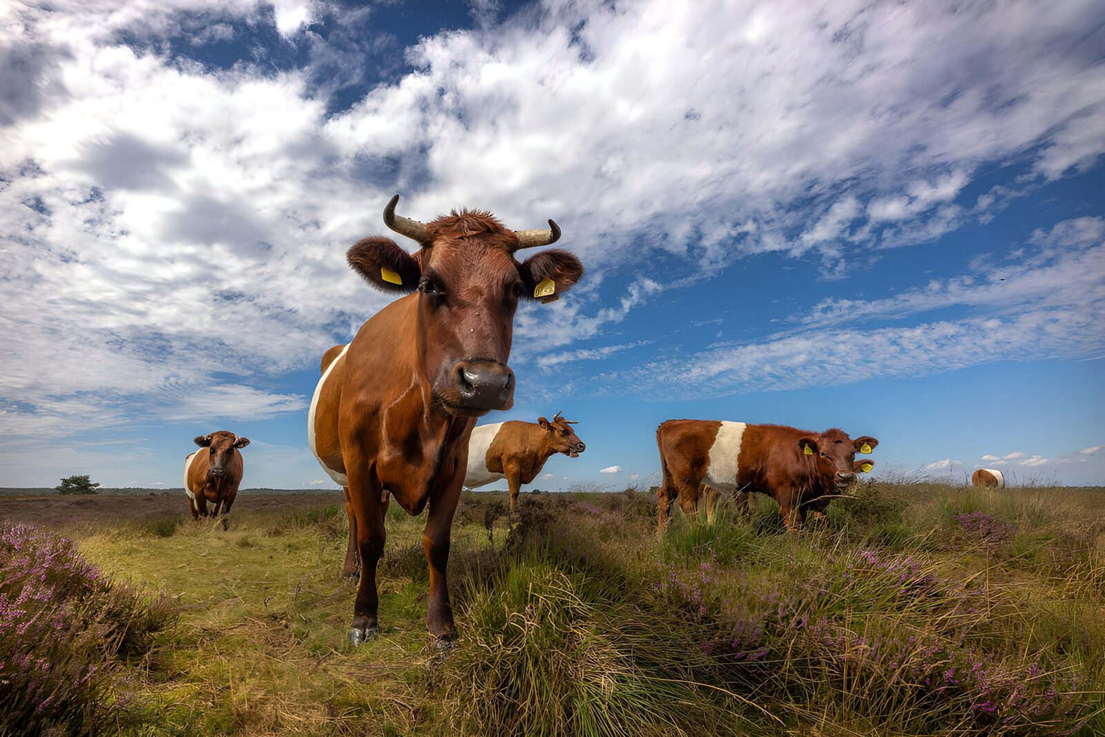 OCCOM8901457: Cows Grazing Under a Scenic Sky