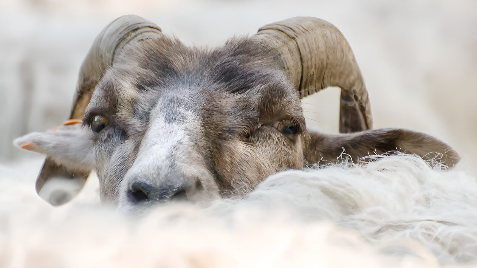 OCCOM7781635: Curious Sheep Among Fleece