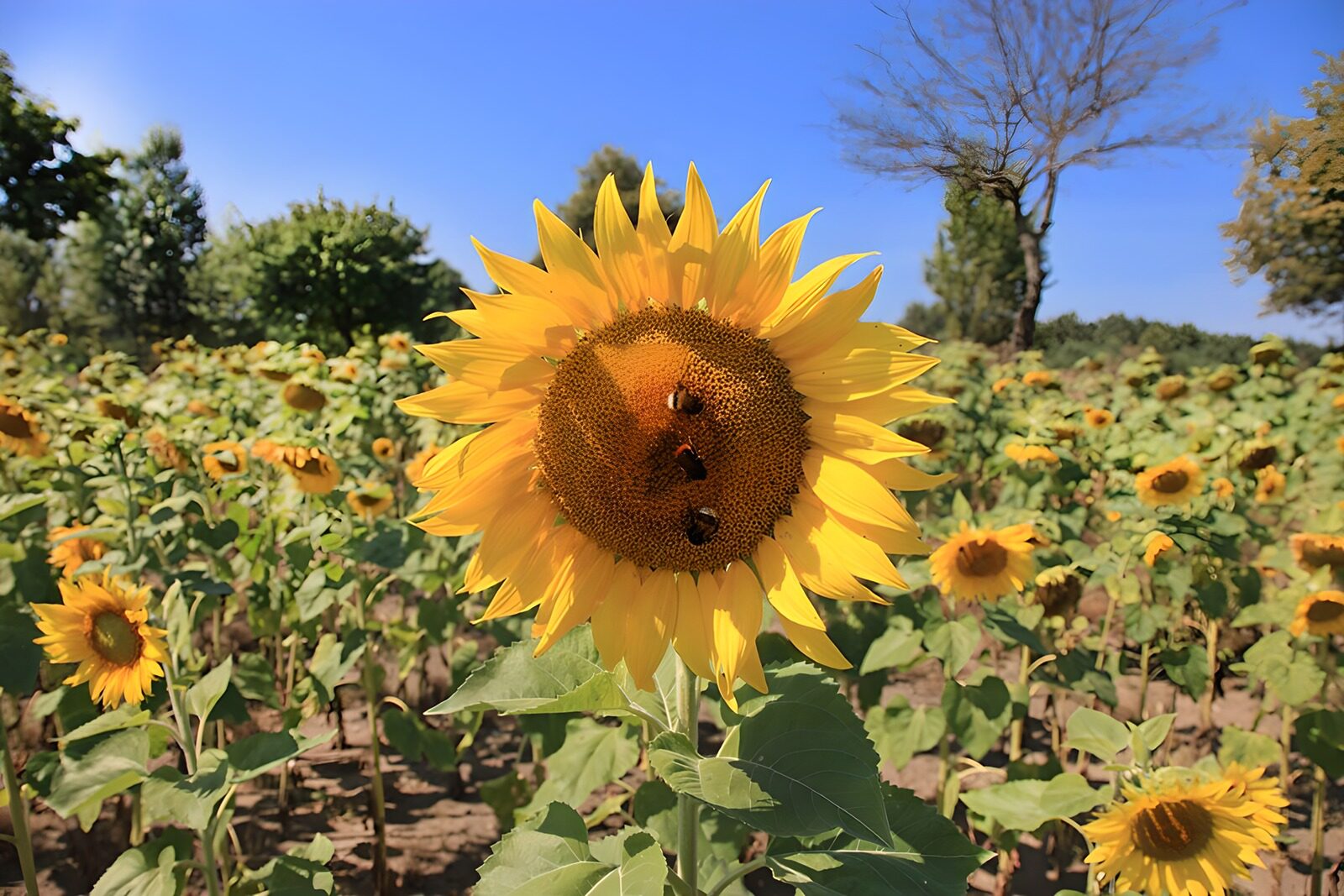 OCCOM2945323: Sunflower Joys in a Bustling Field