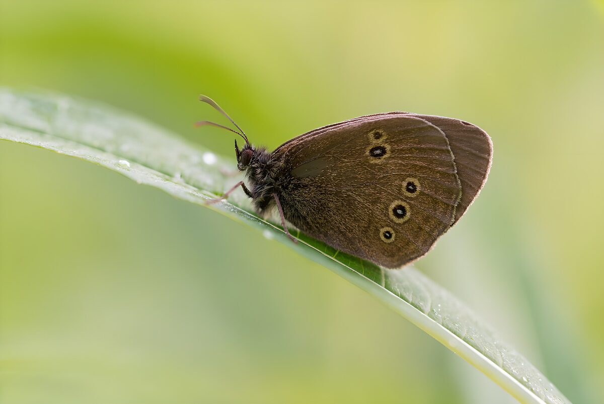 Brown Butterfly on a Leaf