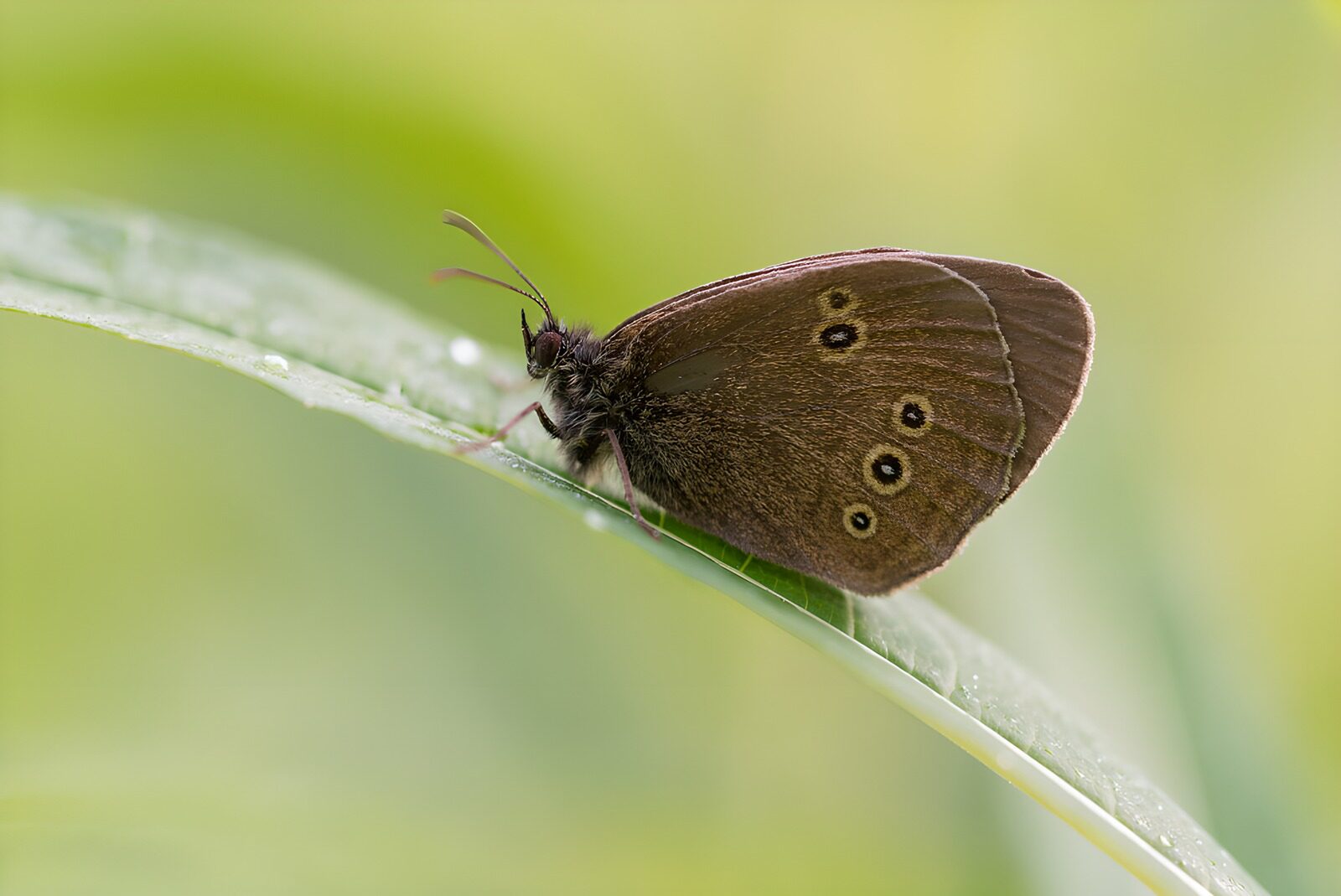 OCCOM8208923: Brown Butterfly on a Leaf