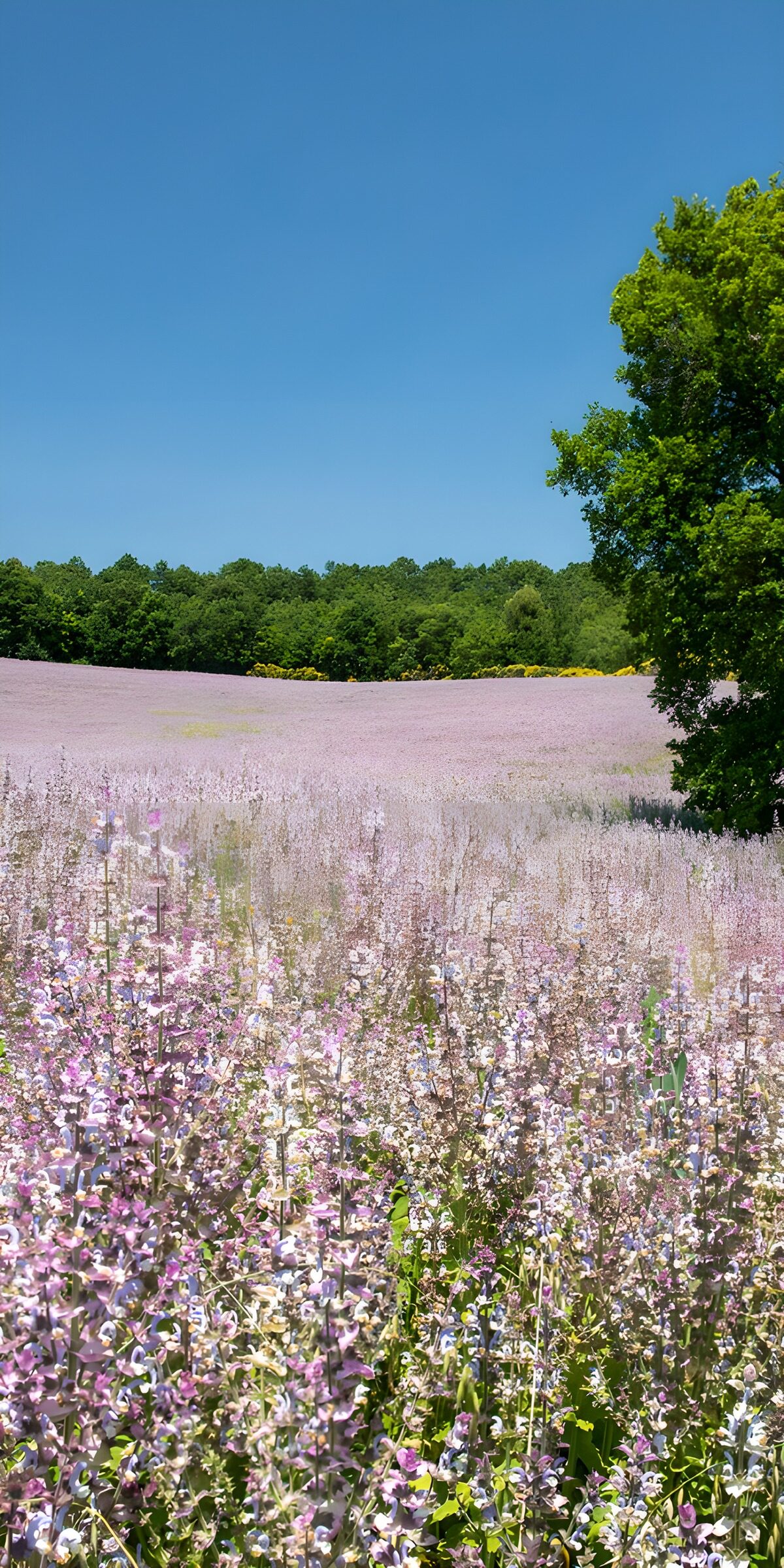 OCCOM4406479: Lavender Field under Clear Sky