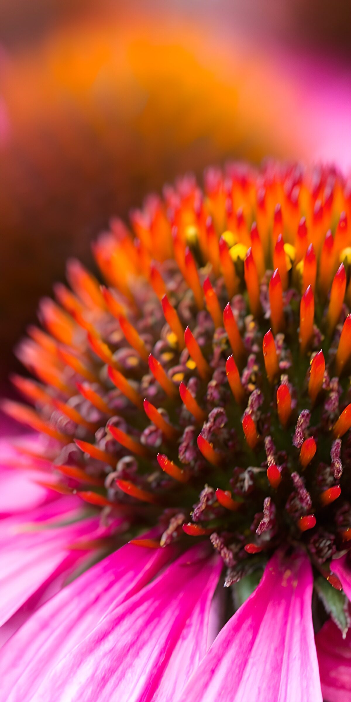 OCCOM1258072: Vibrant Close-Up of a Flower