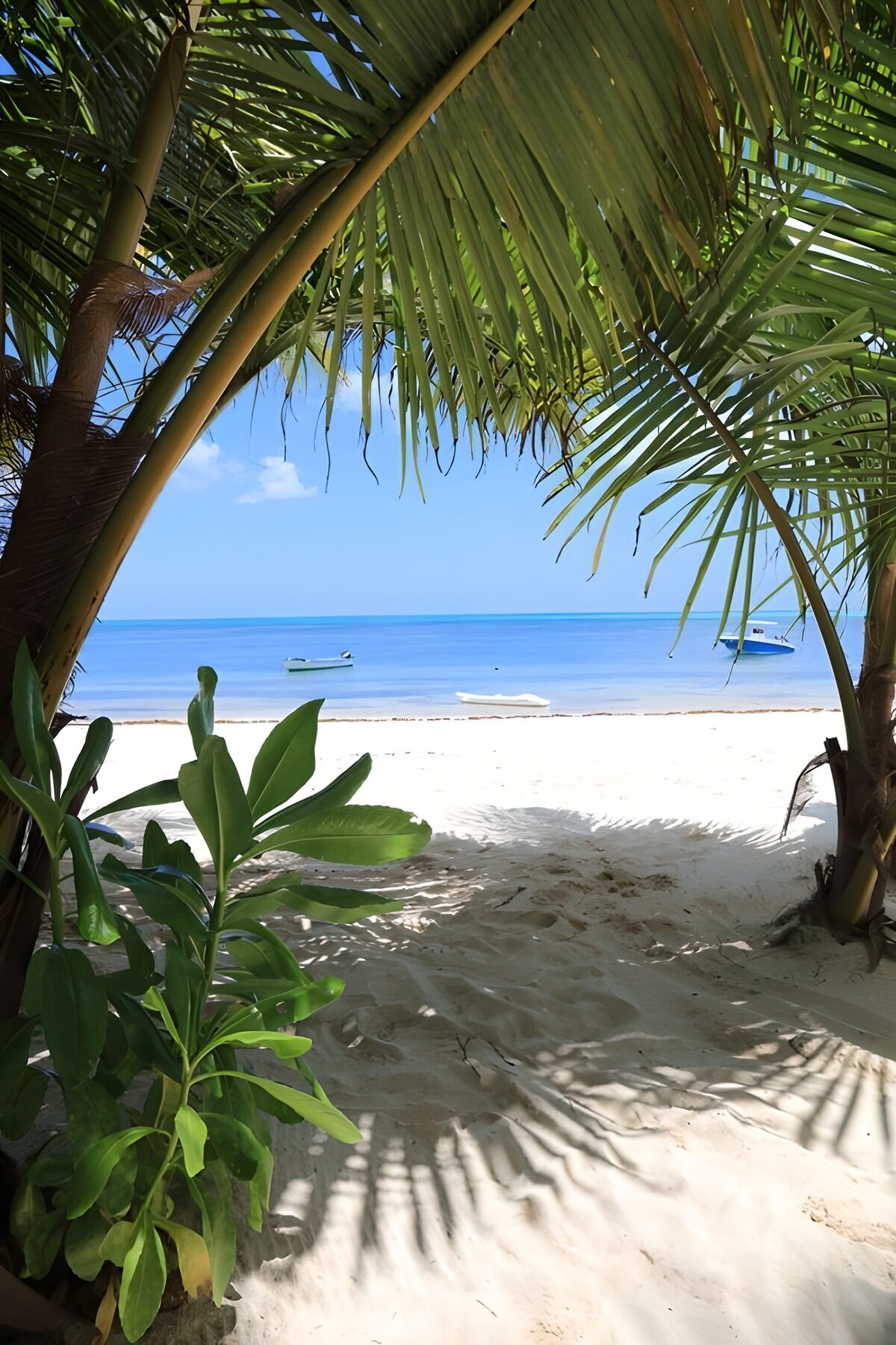 OCCOM5276392: Tropical Paradise Through the Palms