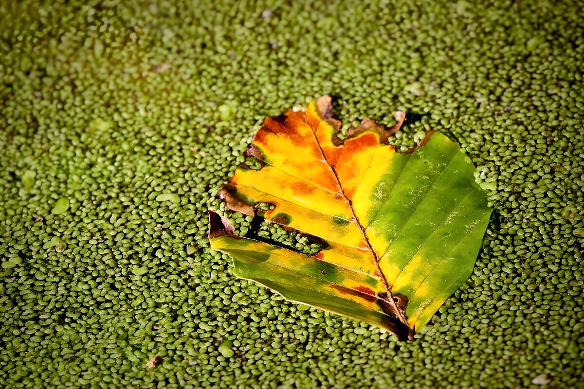 Leaf on a Green Surface