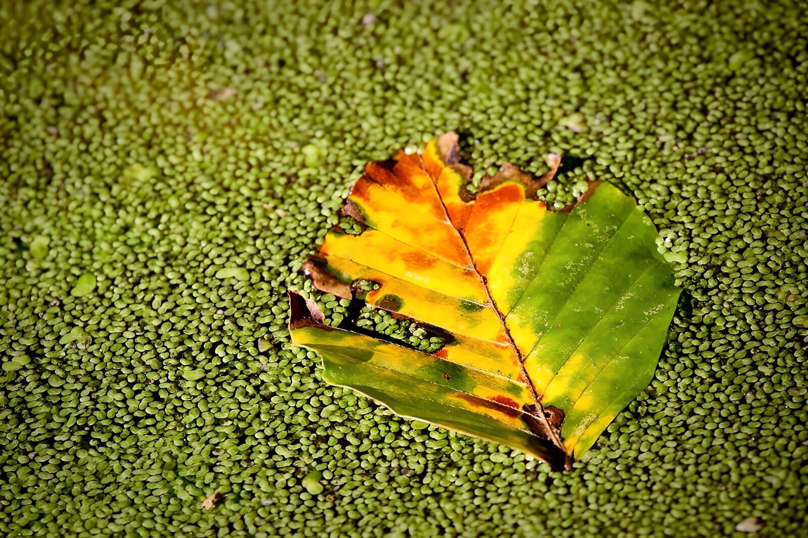 OCCOM4502983: Leaf on a Green Surface