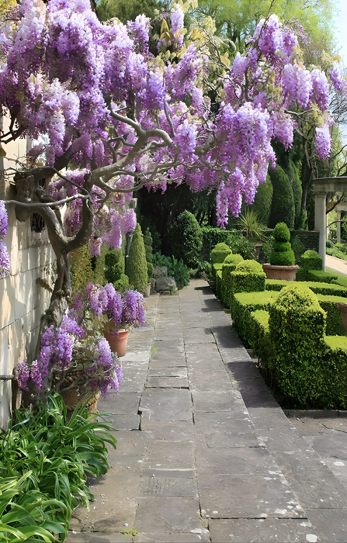 OCCOM6298531: Charming Wisteria Pathway in Bloom