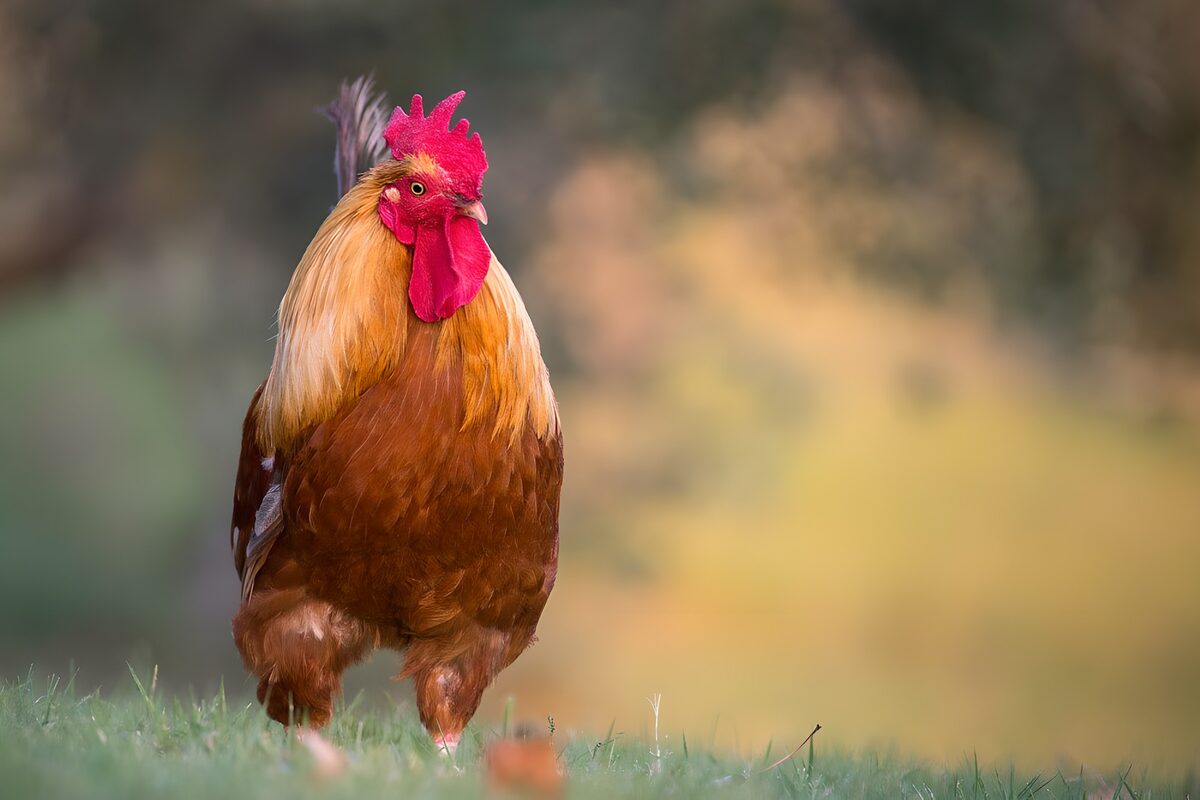 OCCOM7506122: Majestic Rooster in a Serene Setting
