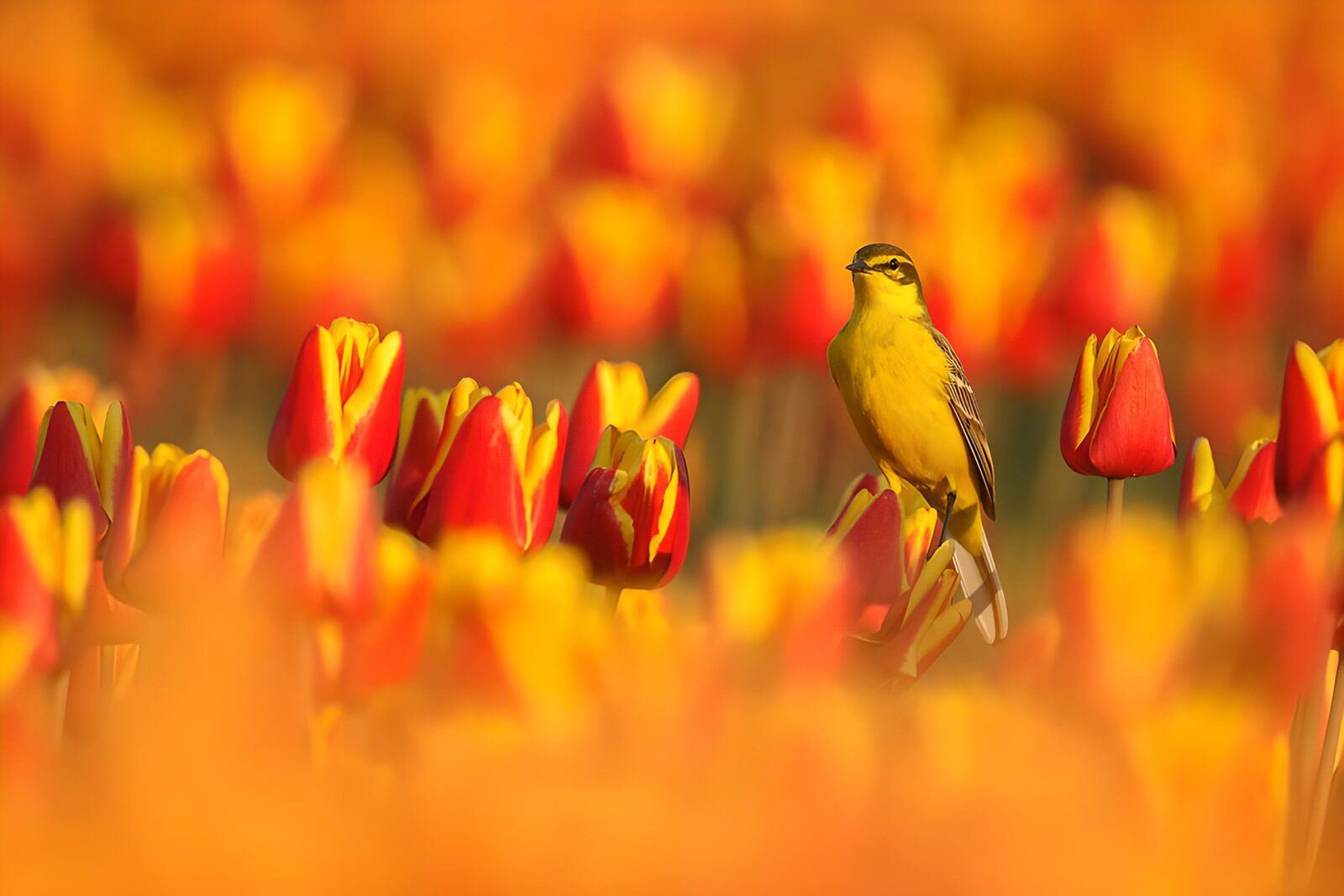 OCCOM7709693: A Yellow Bird Among Vibrant Tulips