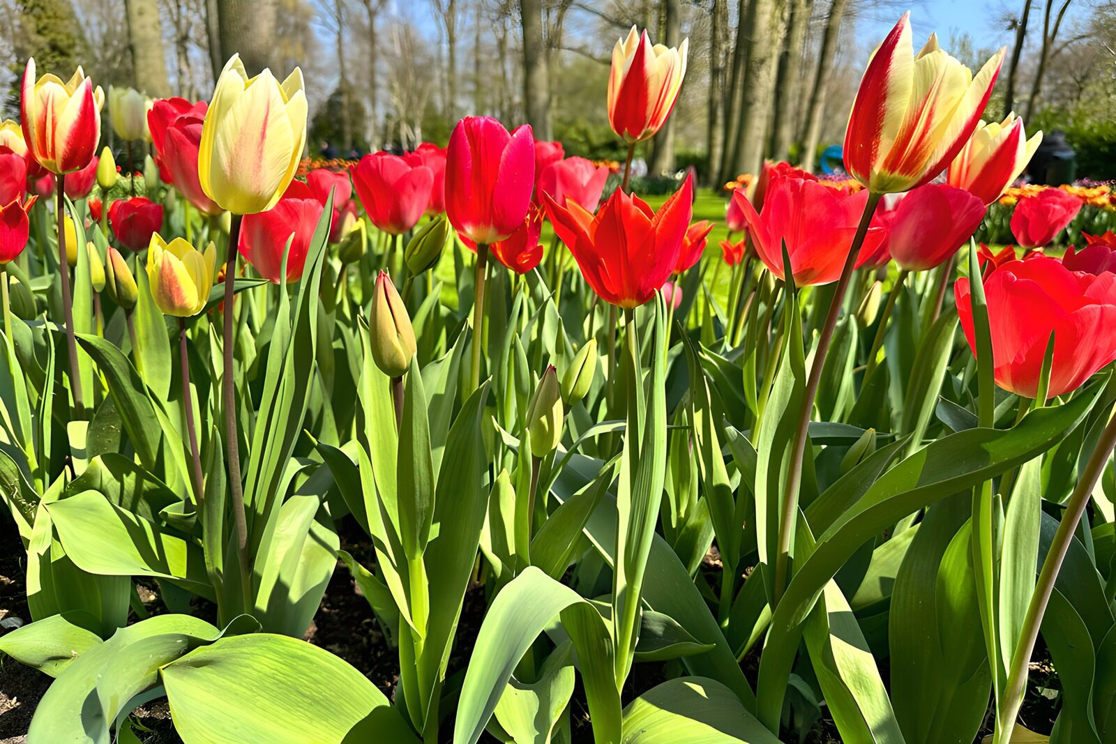 OCCOM5938266: Vibrant Tulip Garden in Spring