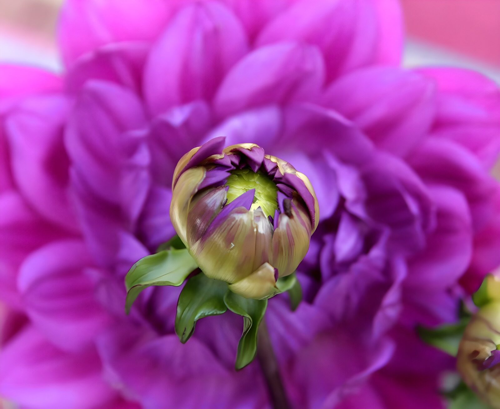 OCCOM2373474: Blossoming Beauty: A Purple Dahlia