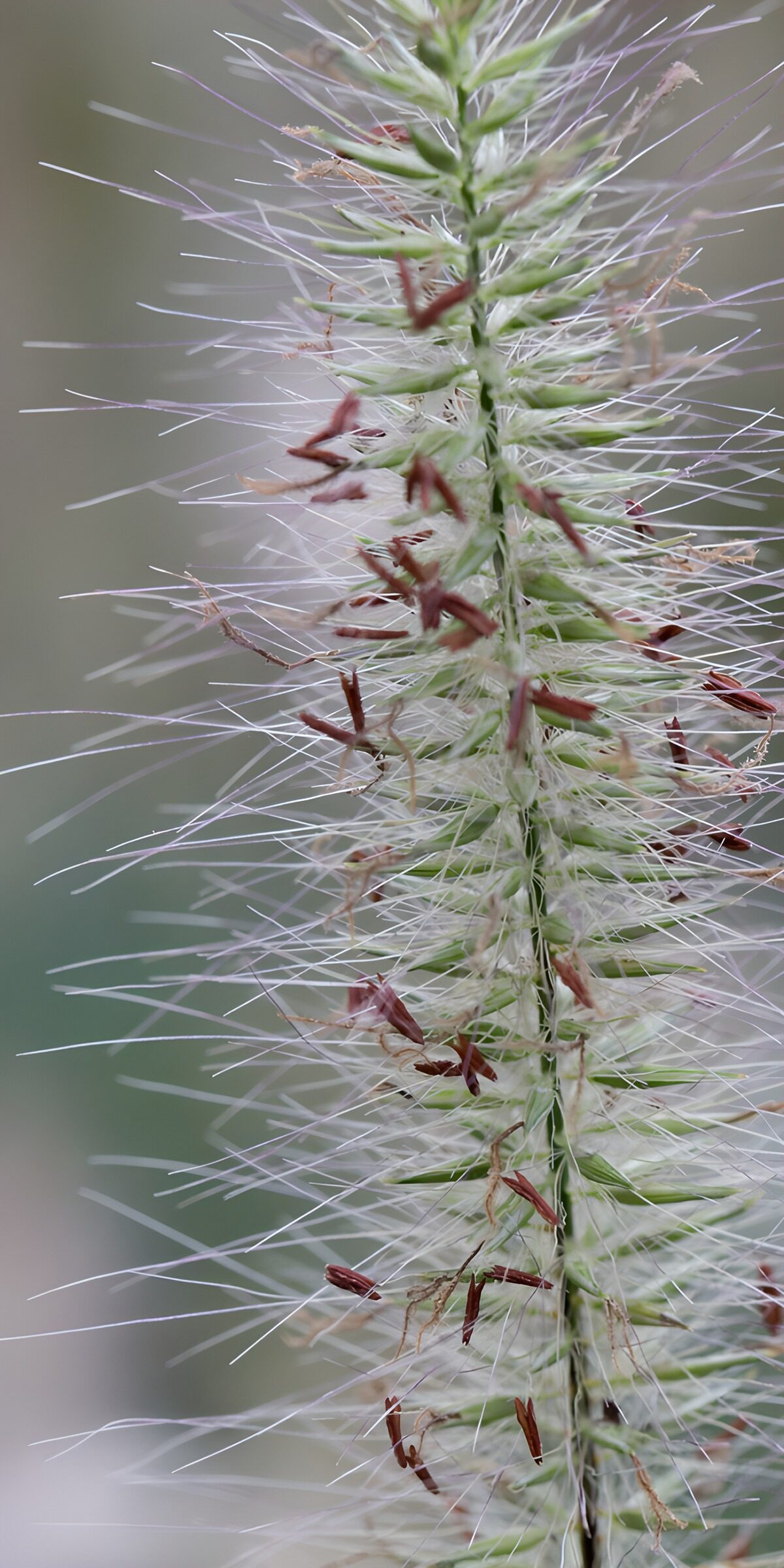 OCCOM6342568: Delicate Green Grass with Brown Seeds