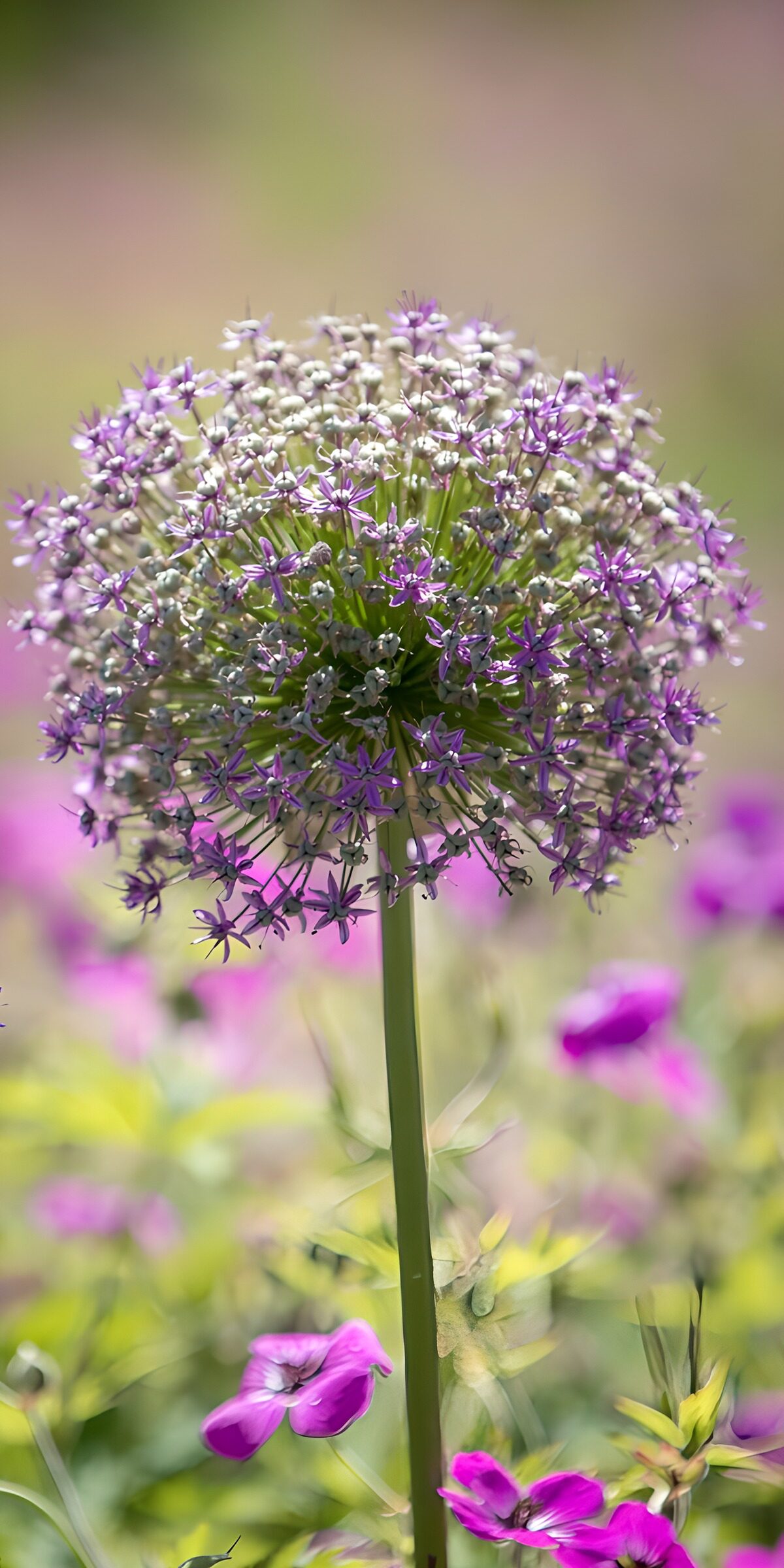 OCCOM5813279: Vibrant Purple Allium Blossom