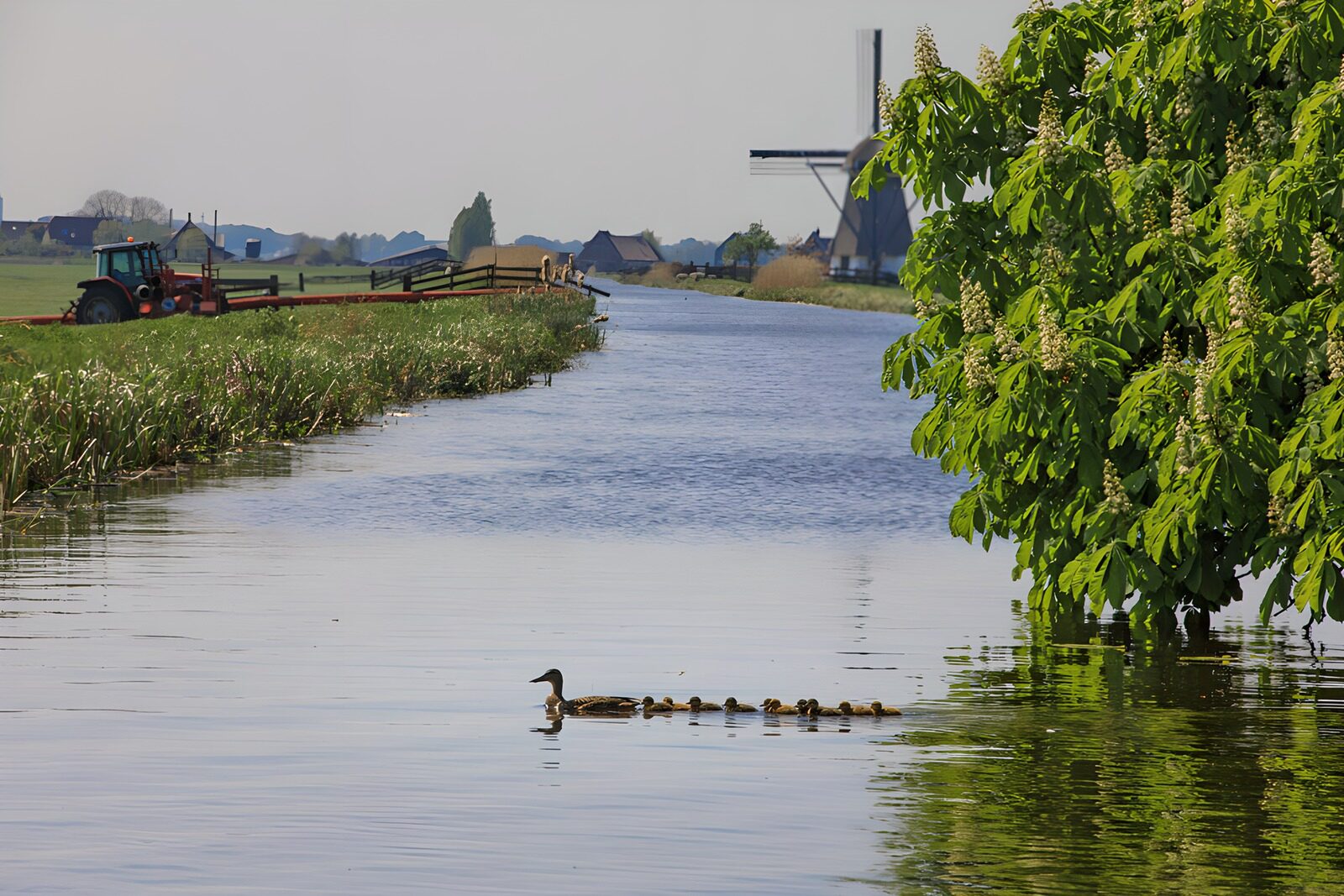 OCCOM3611316: Tranquil Stream with Ducklings