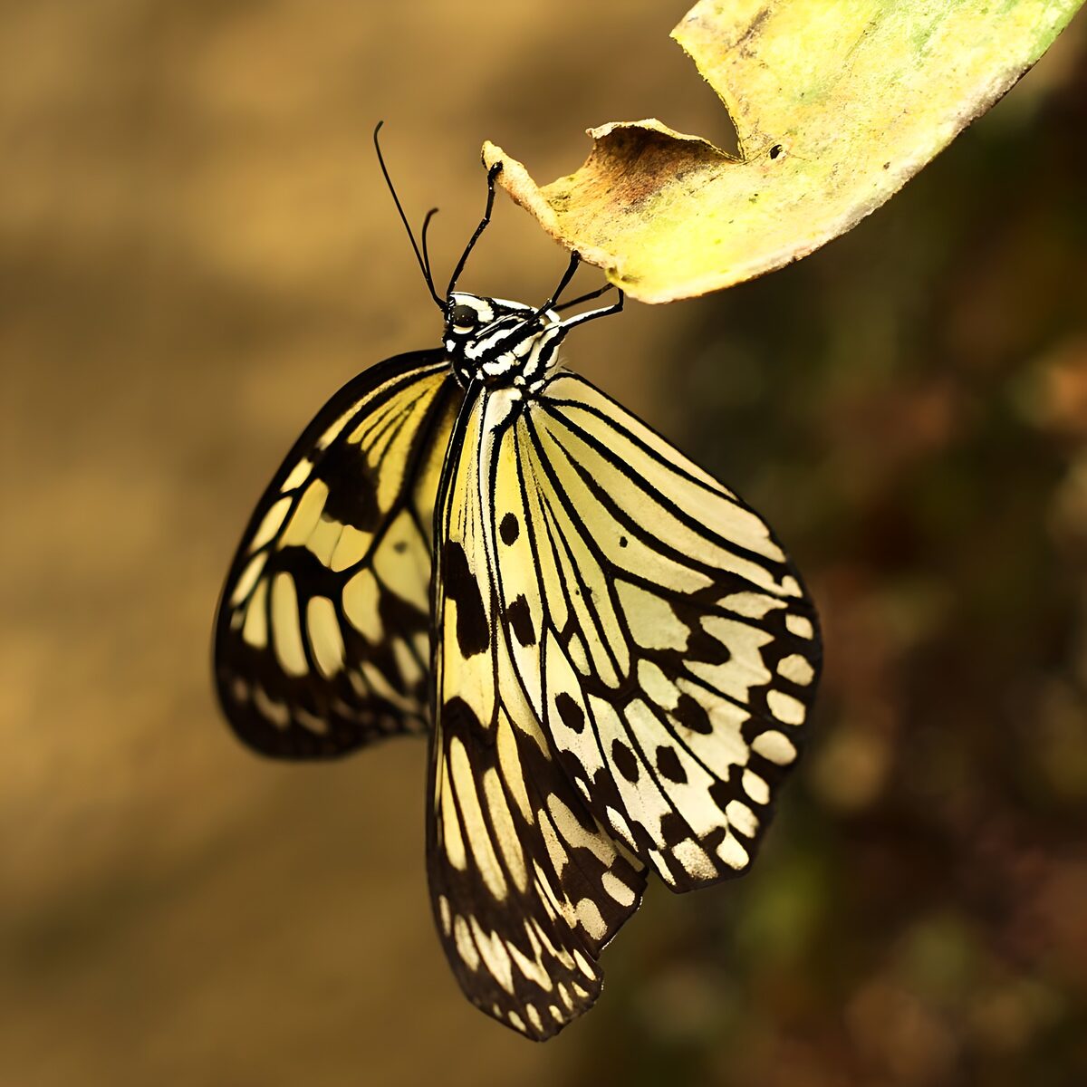 Delicate Beauty of a Butterfly