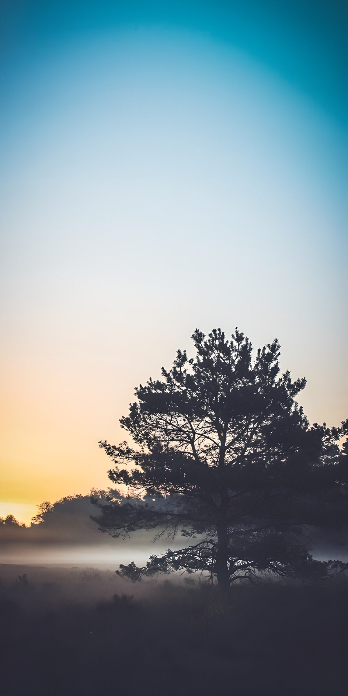 OCCOM3742170: Misty Dawn in Nature's Embrace