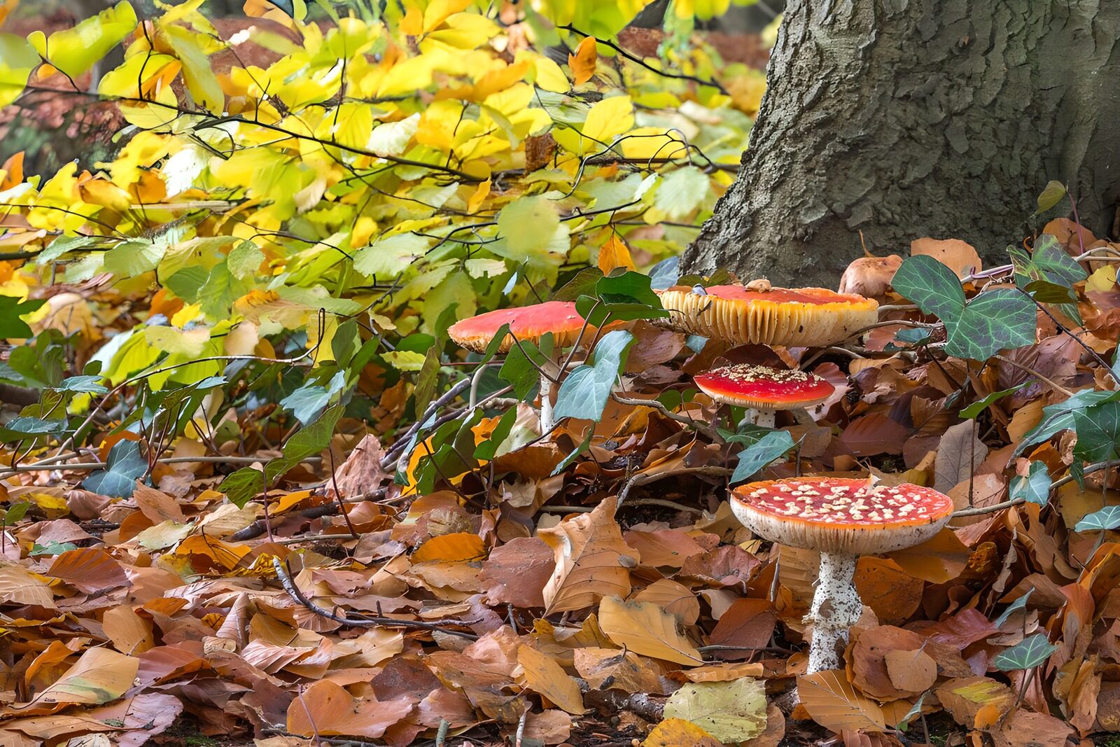OCCOM5422654: Vibrant Mushrooms Among Autumn Leaves