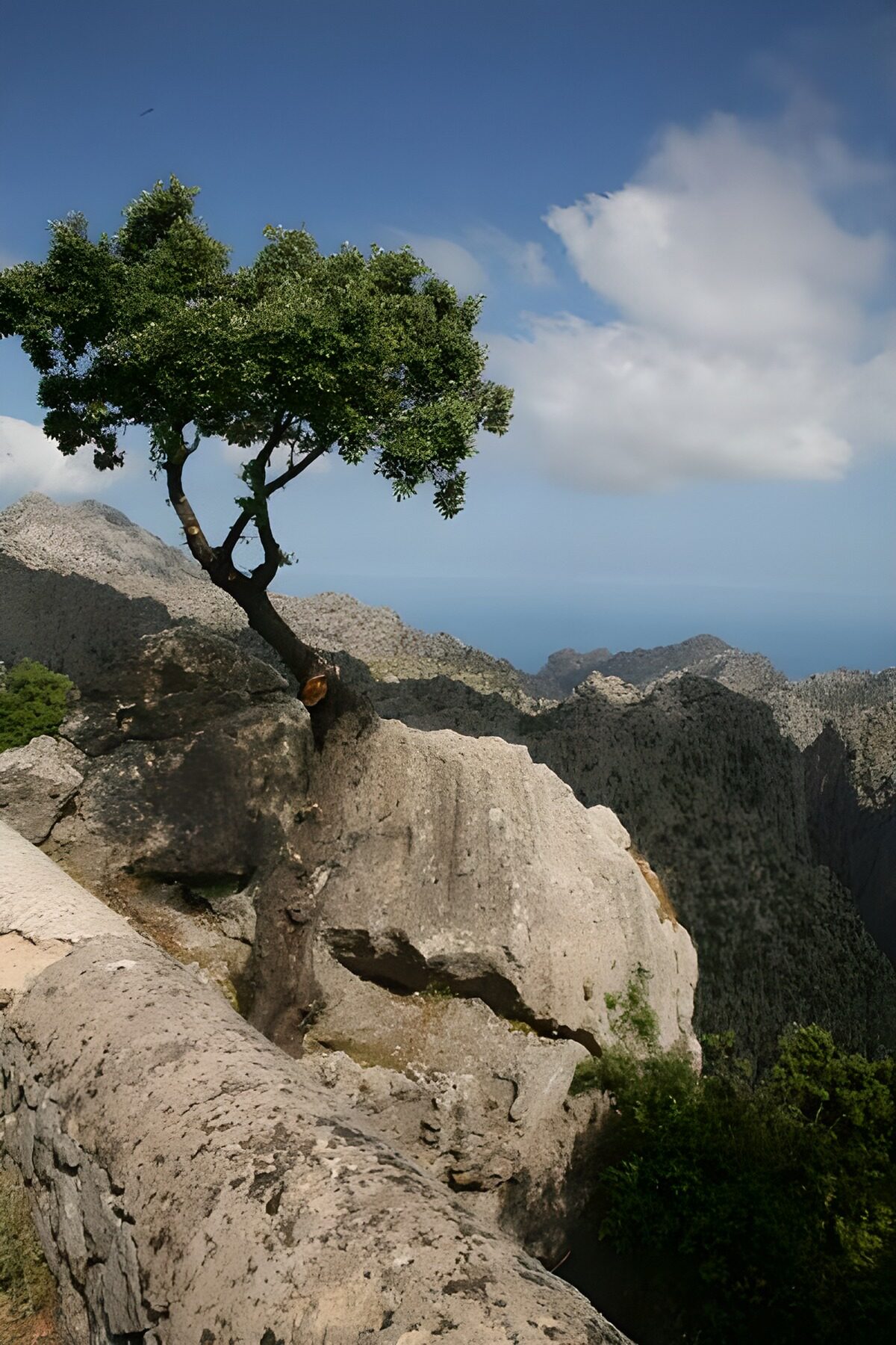 Resilient Tree on Mountain Edge