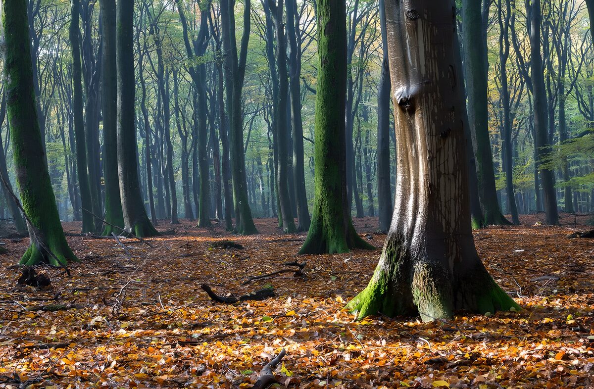 Tranquil Forest in Autumn Light