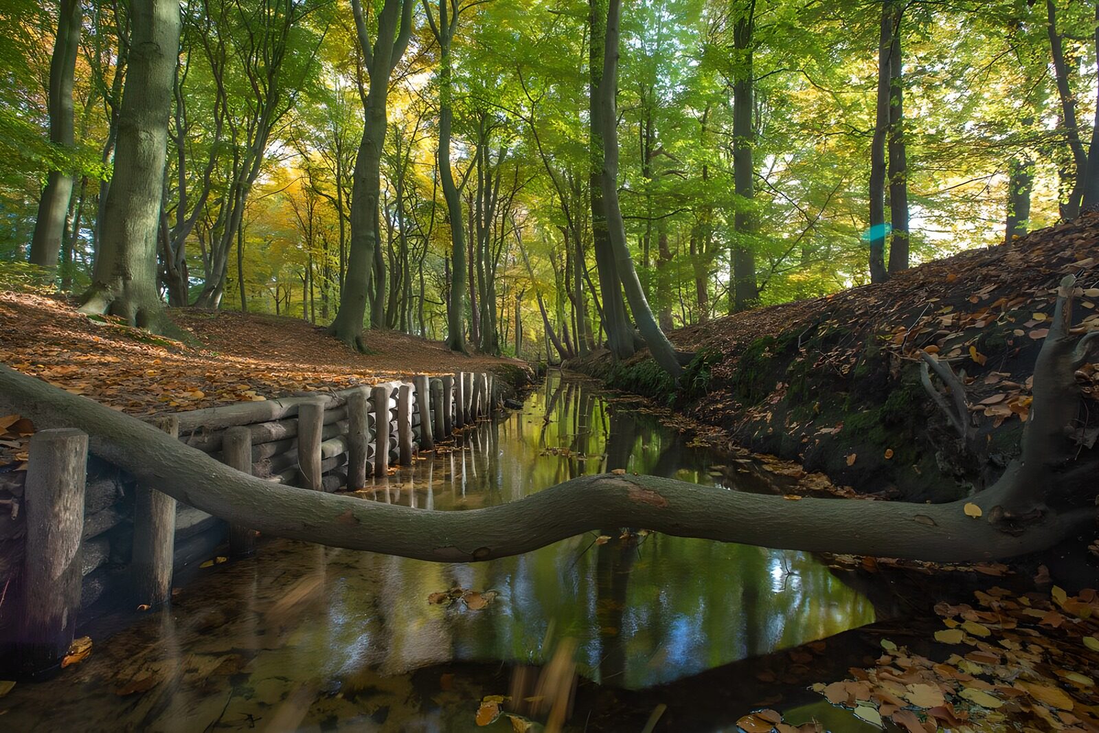 OCCOM9320028: Tranquil Forest Stream in Autumn