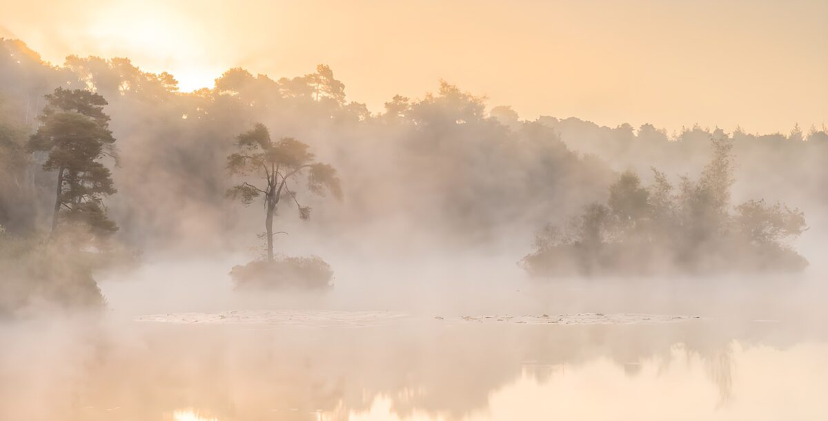 Misty Morning Serenity