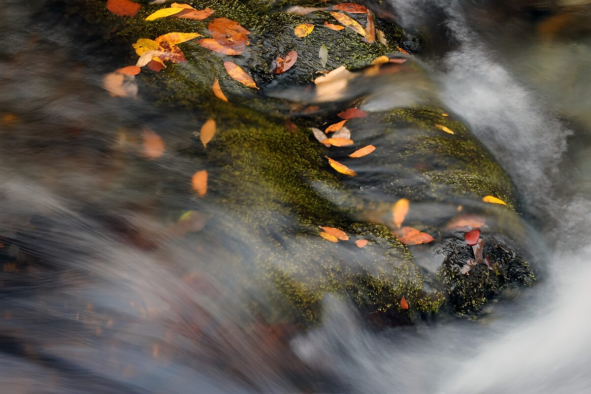 Gentle Stream with Autumn Leaves