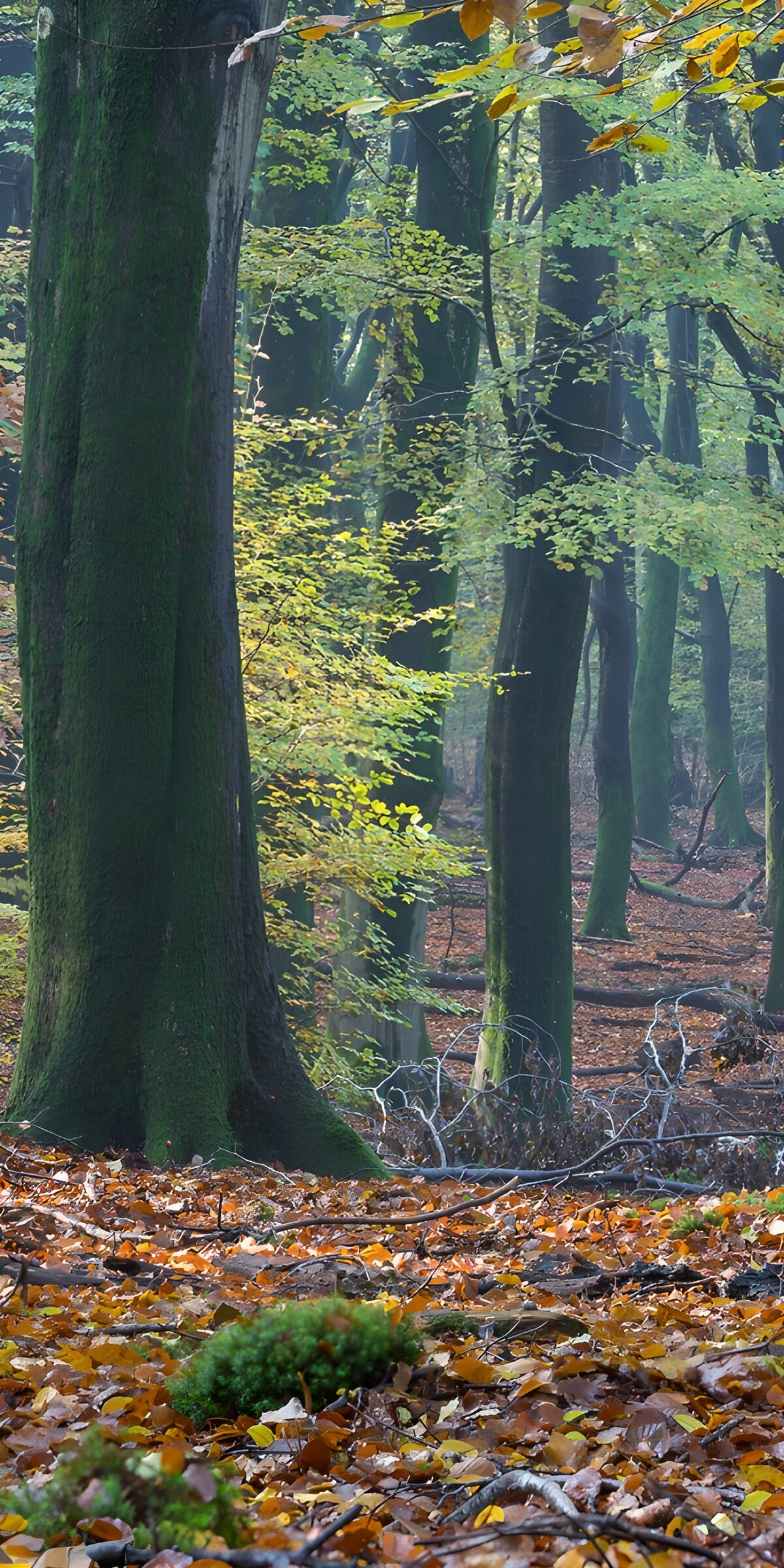 OCCOM5314087: Tranquil Autumn Forest Path
