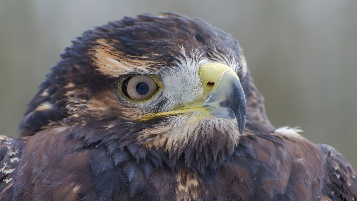 OCCOM9465918: Majestic Raptor in Detail