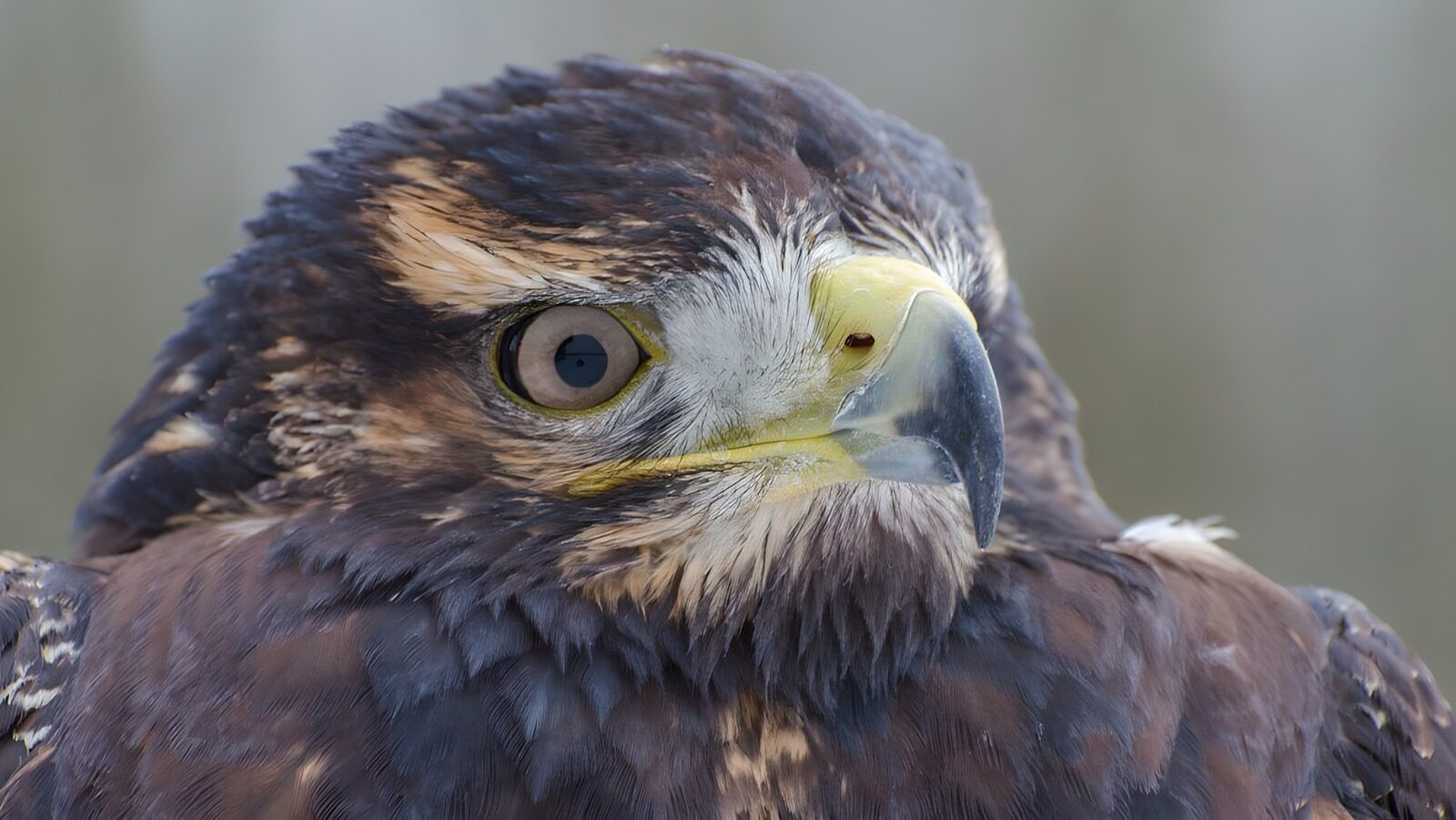 OCCOM9465918: Majestic Raptor in Detail