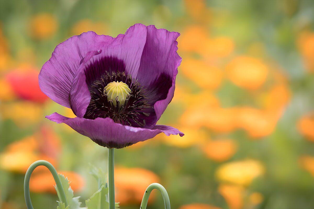 OCCOM9131084: Vibrant Purple Poppy in Bloom