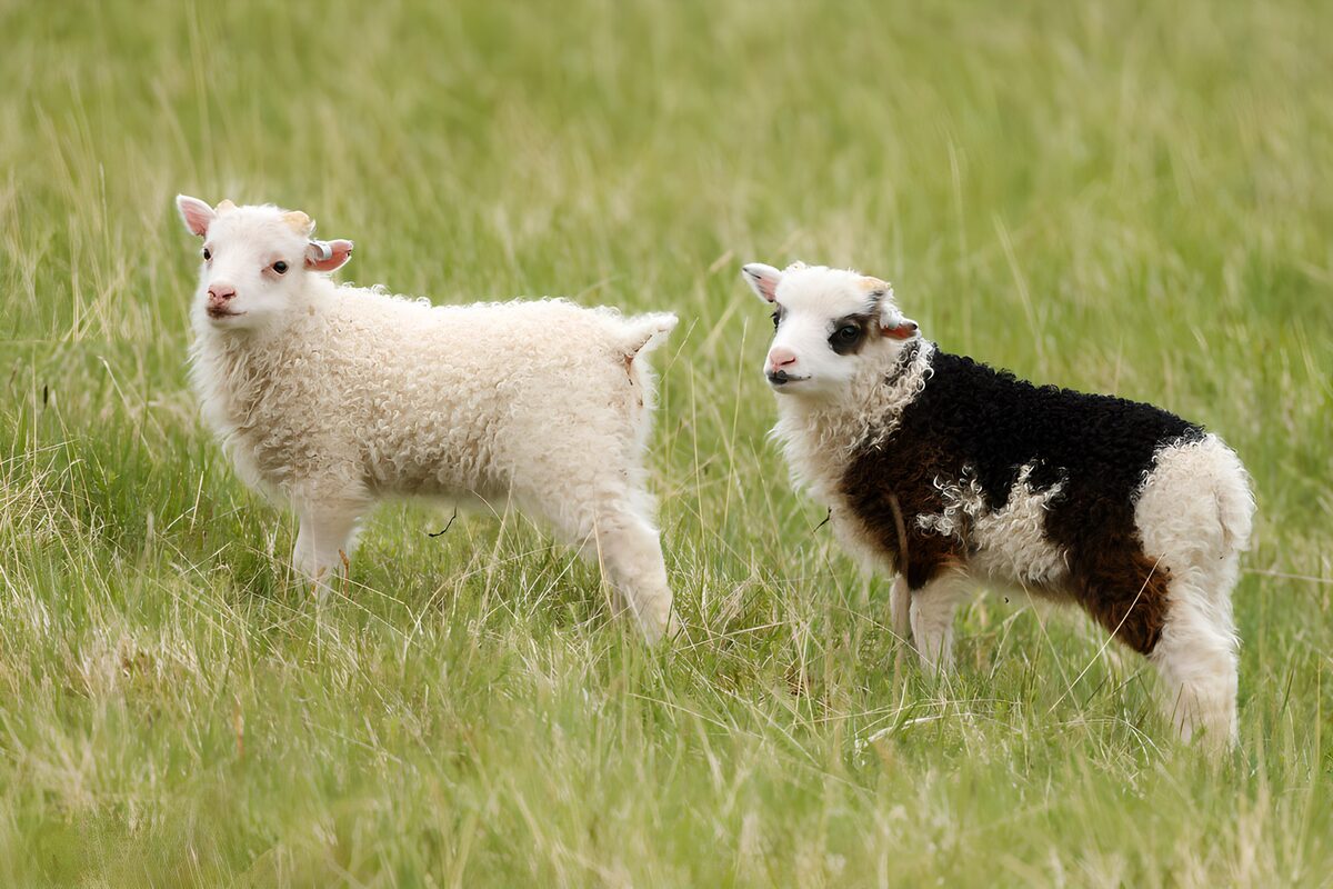 Playful Lambs in the Meadow