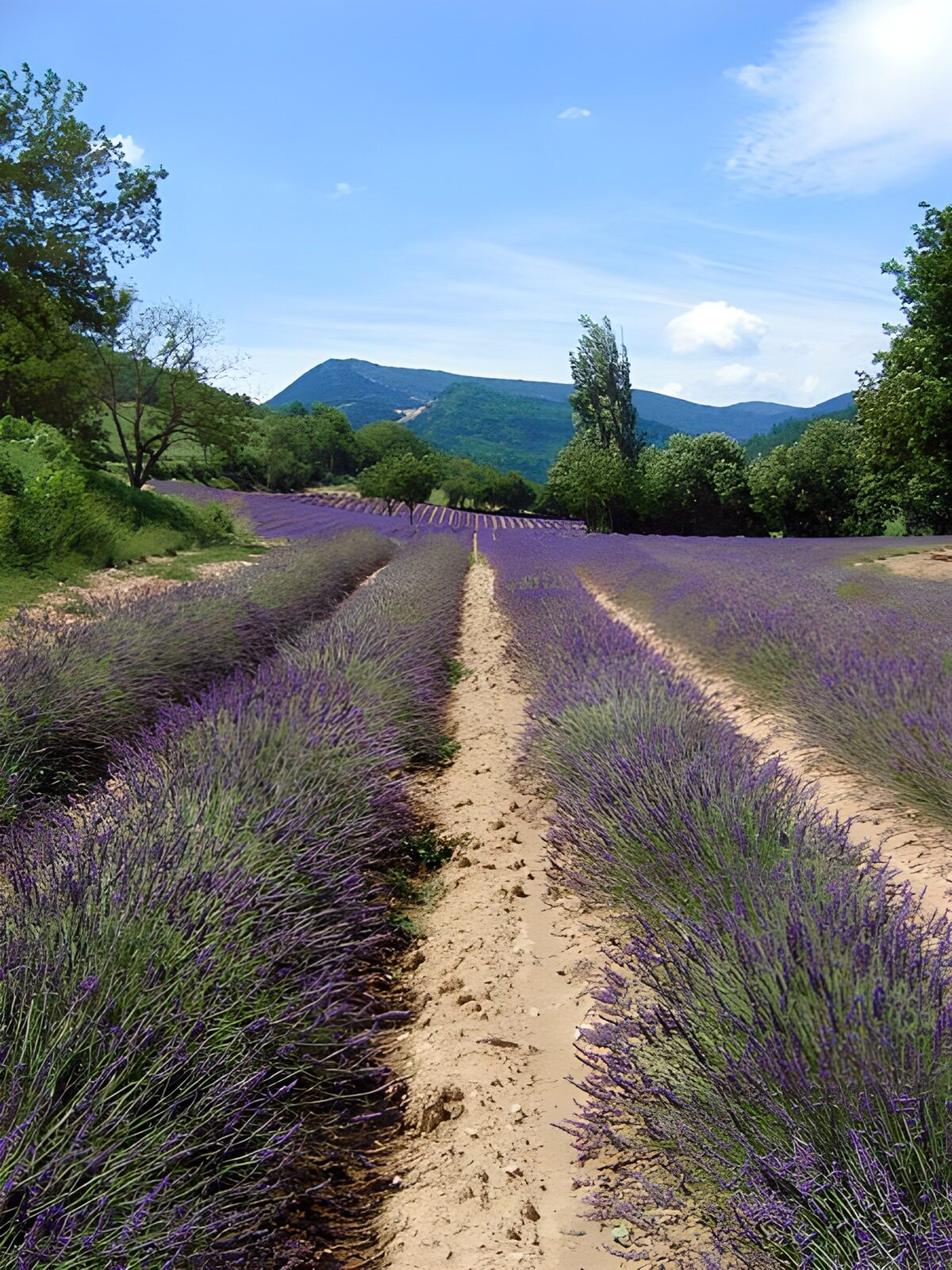 Lavender Fields under Blue Skies