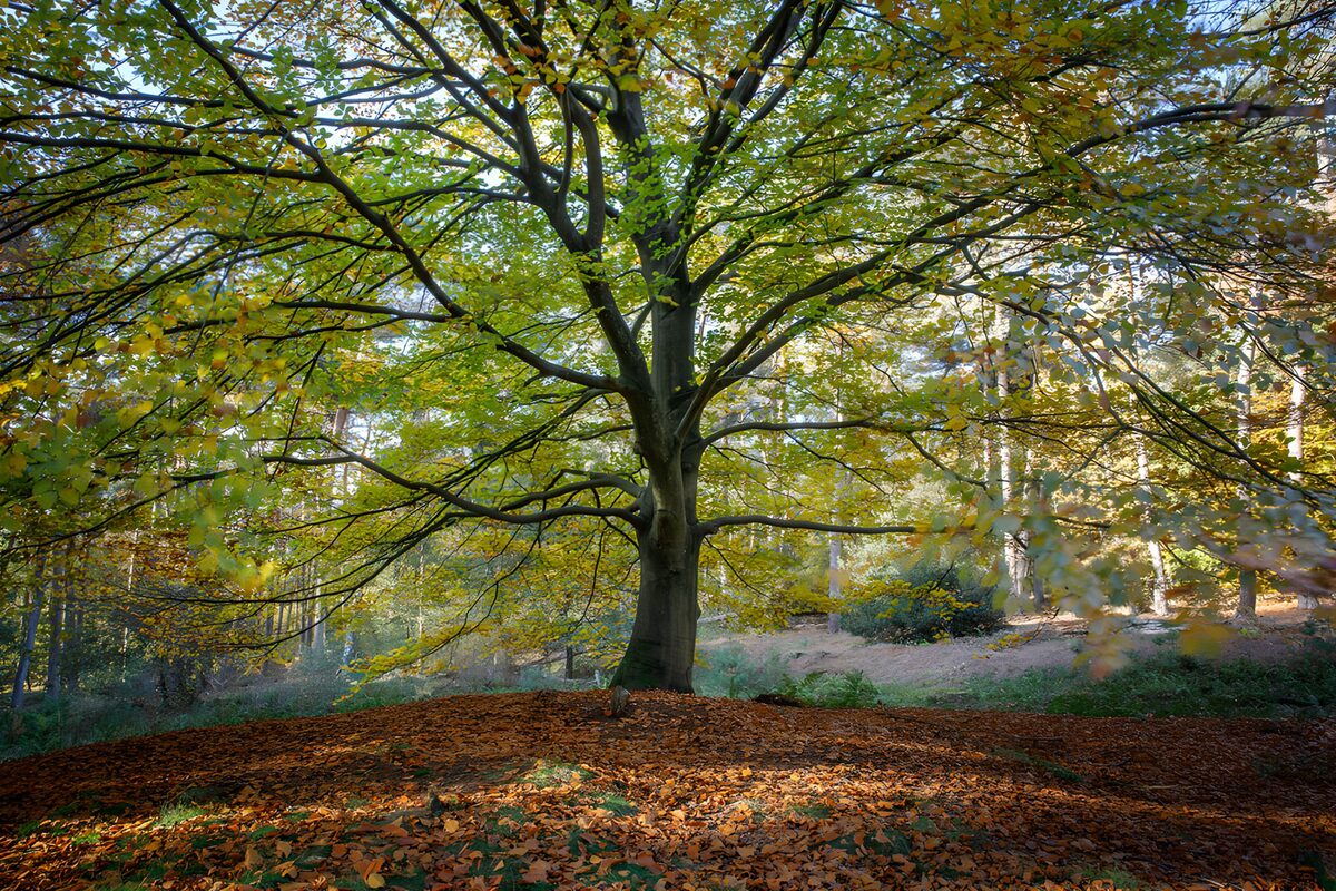 Majestic Tree in Autumn Splendor