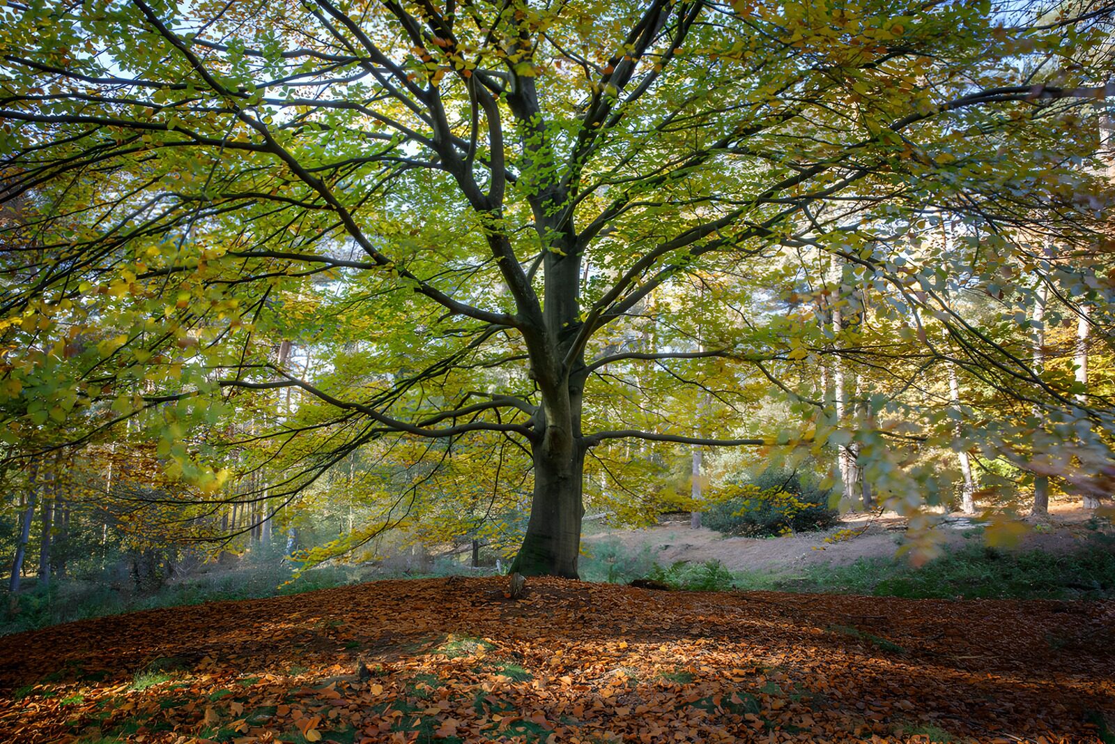 OCCOM8001110: Majestic Tree in Autumn Splendor