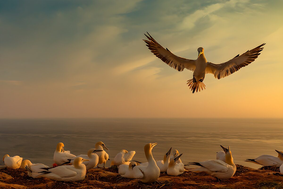 Seabirds at Sunset