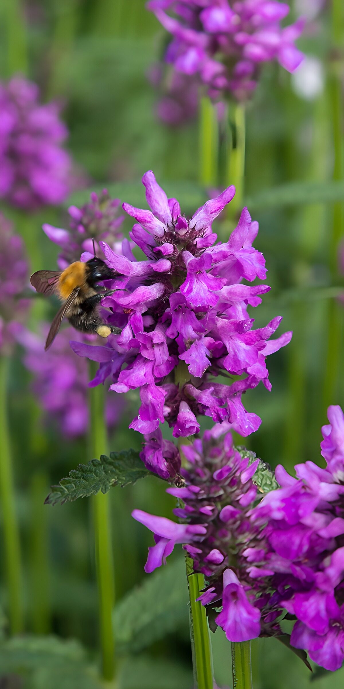 OCCOM6986685: Bumblebee on Vibrant Purple Flowers