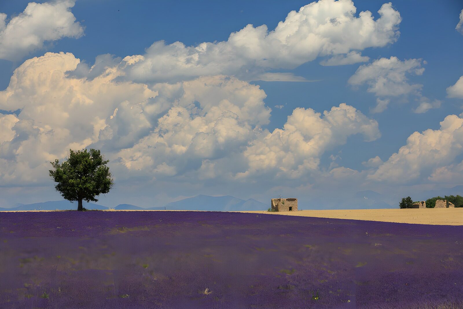 OCCOM9334145: Lavender Fields Under a Blue Sky